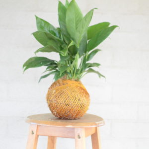 Kokedama, A dash of Gree, Peace Lily